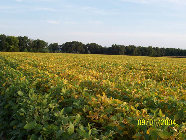 01soybeans.jpg