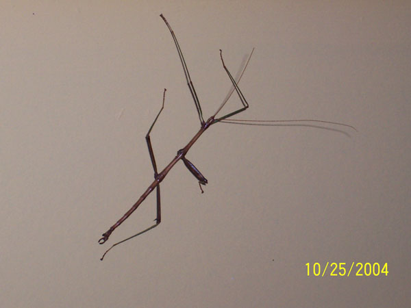 walkingstick.jpg